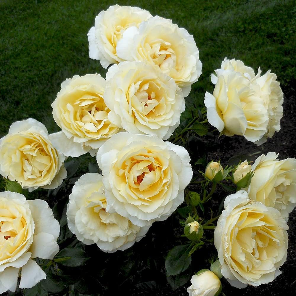 Heirloom Floribunda Roses, Live Own Root Plant for Outdoor Garden, Irish Hope™, Very FragrantHardiness Zones: 6-10, Continual Blooming