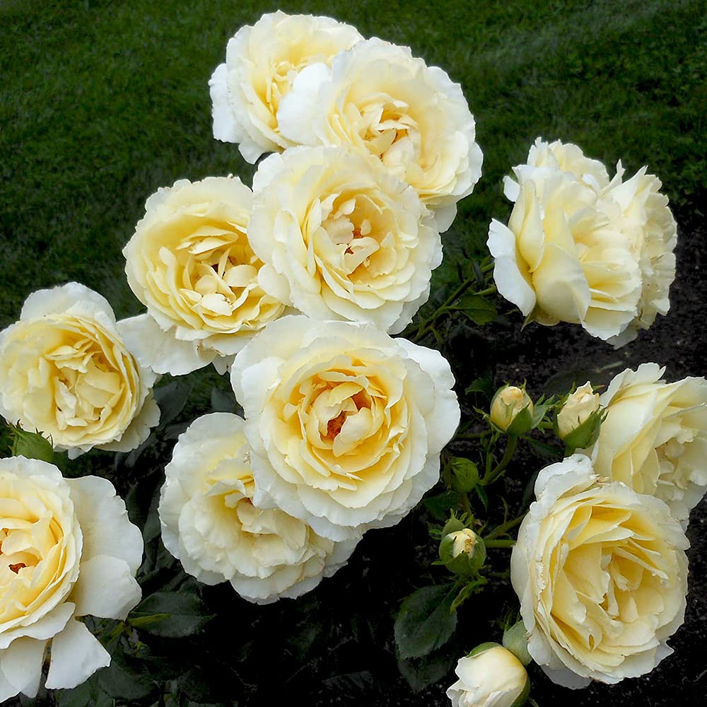 Heirloom Floribunda Rose Irish Hope