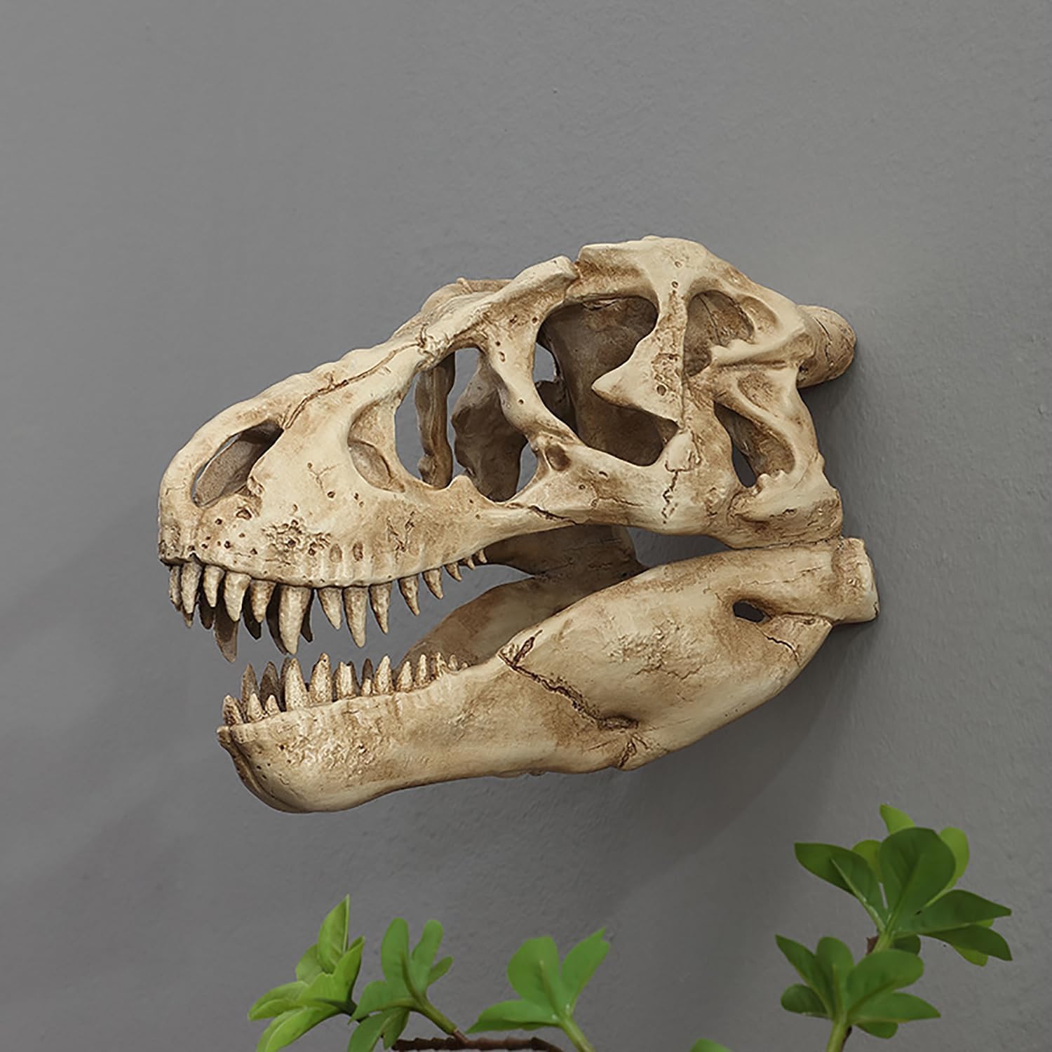 Museum-Quality T-Rex Dinosaur Skull Wall Mount - 3D Resin Replica Decor for Home, Office & Kids Room | Realistic Prehistoric Dinosaur Wall Art