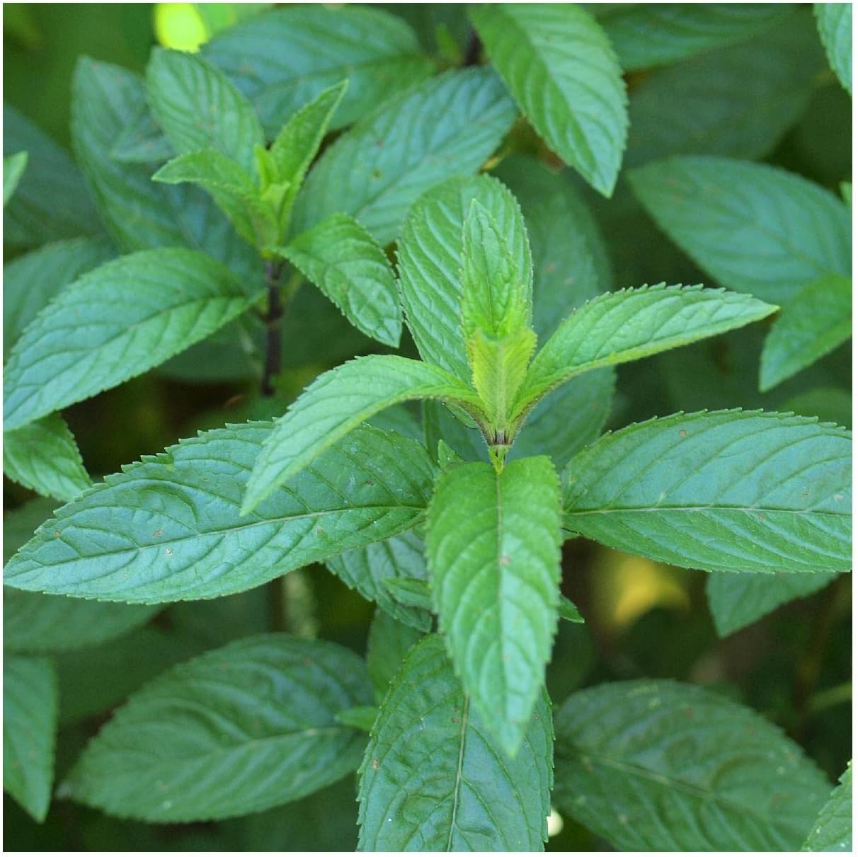Everwilde Farms - 1 Oz Peppermint Herb Seeds - Gold Vault