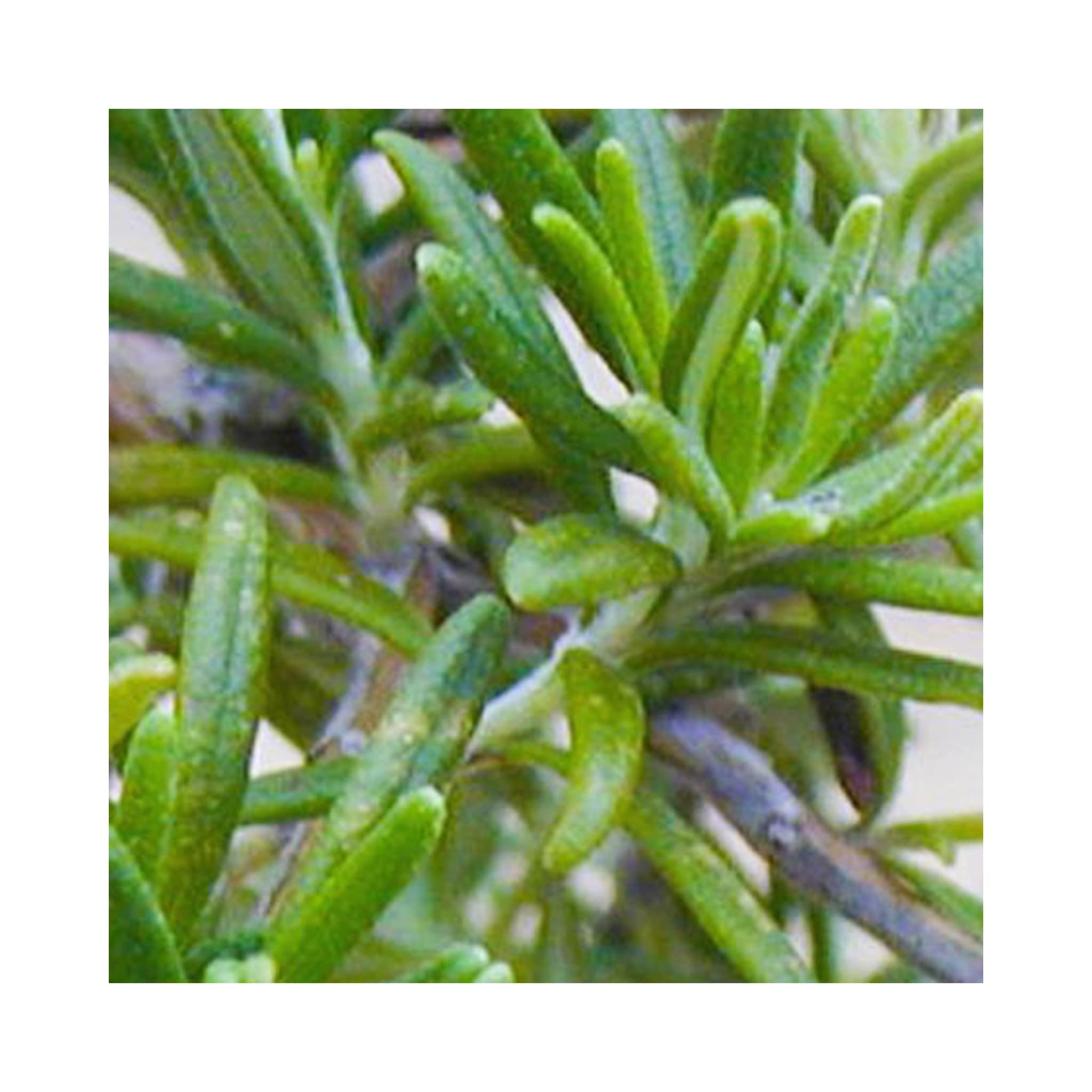 Pack X6 Rosemary 'Officinalis' Garden Herb Garden Plug Plants