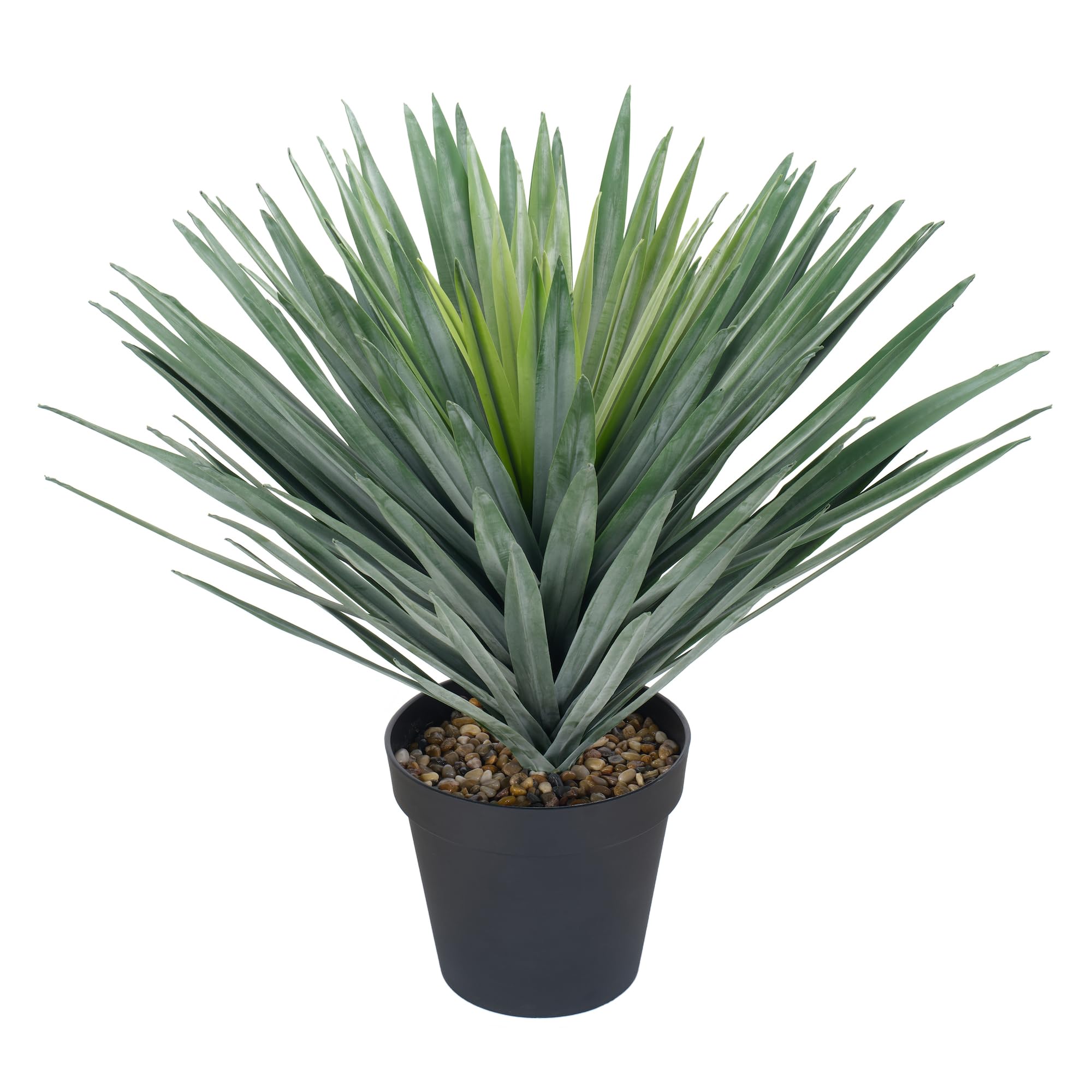 Triferal 27 Agave
