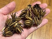 Review Image by Amazon Customer