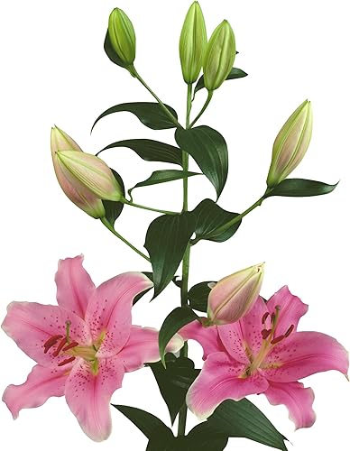 Easy to Grow Lilium Oriental Lily Rio Negro - 3 bulbos de plantas, flores fragantes de color rosa granate rico en verano, pleno sol