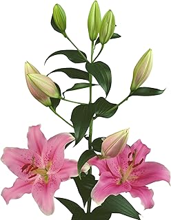 Easy to Grow Lilium Oriental Lily 'Sorbonne' Plant Bulbs (3 Pack) - Bright Pink Fragrant Flowering Blooms in Summer Gardens