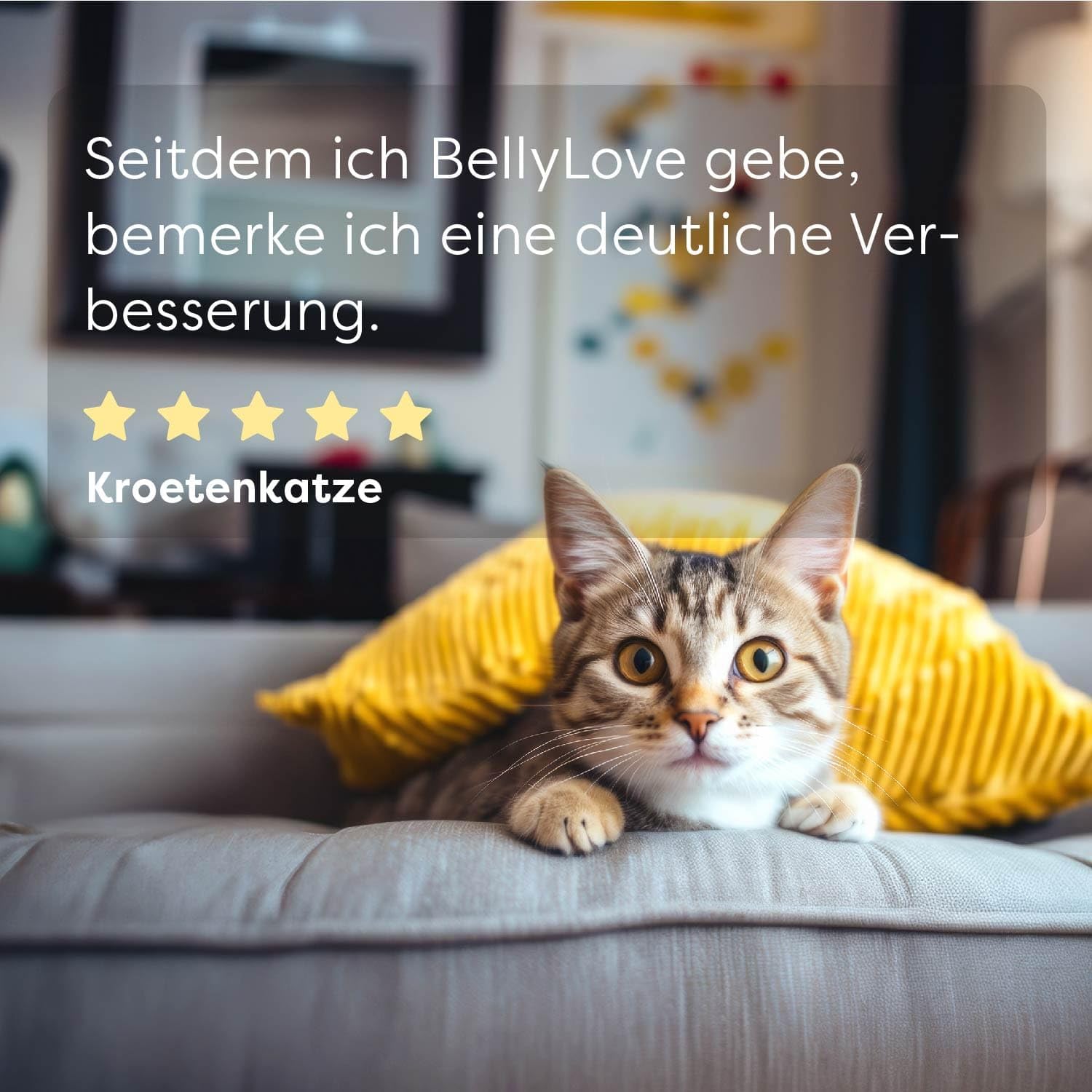 Dr. SAM Premium Darmpulver für Katzen - BellyLove Cat als pflanzliches Darm- und Magenpulver für Balance im Darm - unterstützend bei Magen-Darm-Erkrankung - hochdosiertes Probiotikum 45g
