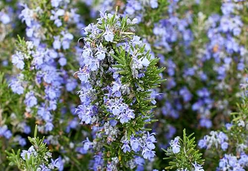 Miniatura 2 de Plantas de romero azul toscano vivo (paquete de 3) de 5 a 8 pulgadas de alto, hierba culinaria fragante para cocinar y paisajismo, jardines o