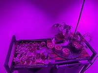 Review Image by Reece Strain Reece Strain