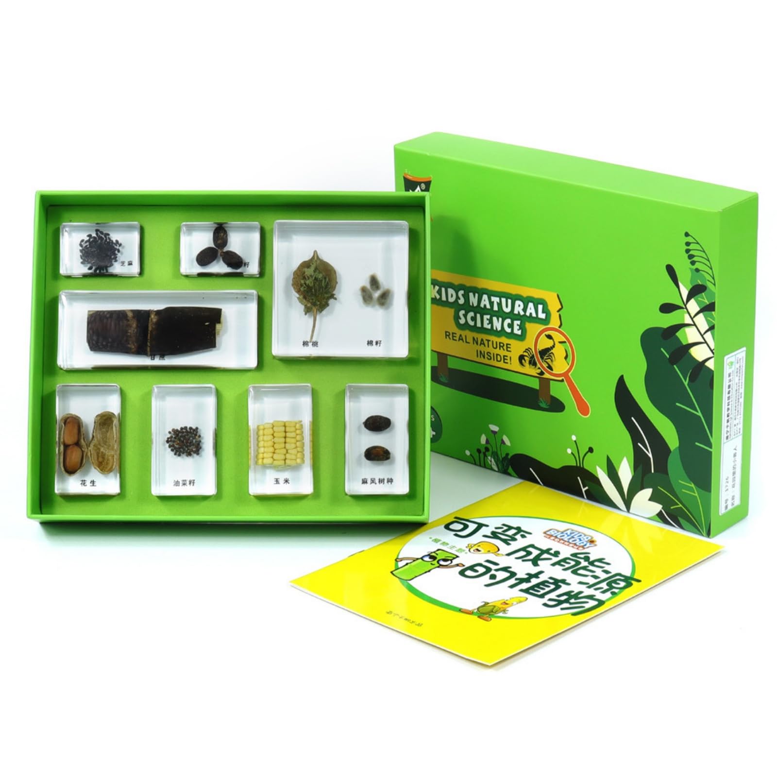 Natur-Präparate-Set mit Schaukasten anschaulich Insekten-Sammelbox mit Präparaten transparent Experimentierkasten für Grundschüler, Biologieunterricht , Frosch-Wachstumsgeschichte