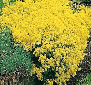 ALYSSUM (ÇOKLU TOHUM) - 250 Tohum - SARI Renk
