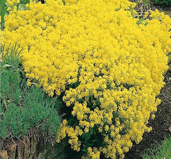 ALYSSUM (ÇOKLU TOHUM) - 250 Tohum - SARI Renk