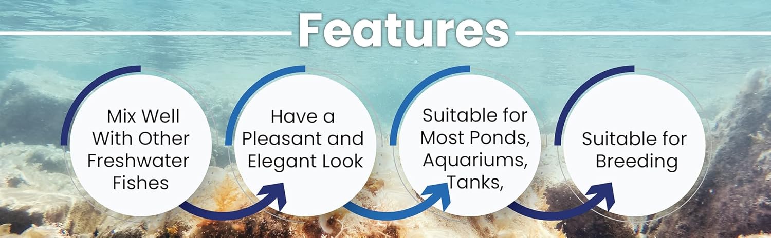 D&A Tropical Tiger King Cobra Ribbons Guppies - Male & Female Live Fish for Aquarium (1 Trio - 1 Male, 2 Female)