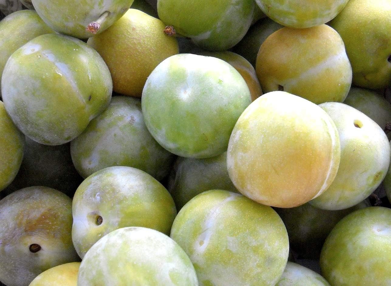 Direct Plants Mini Dwarf Greengage Plum Fruit Tree Perfect for Small Garden and Patio, Grow Your Own Edable Fruit at Home. Miniature Plum Tree Supplied in a 5 Litre Pot