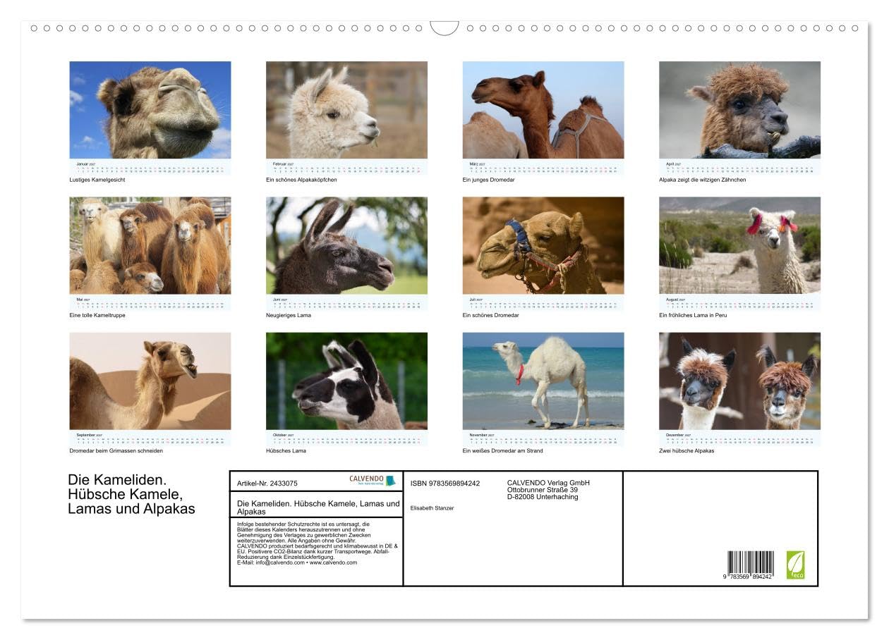 CALVENDO - Die Kameliden. Hübsche Kamele, Lamas und Alpakas (Wandkalender 2027 DIN A2 quer), Monatskalender: Die hübschen Tiere aus der Paarhufer-Familie