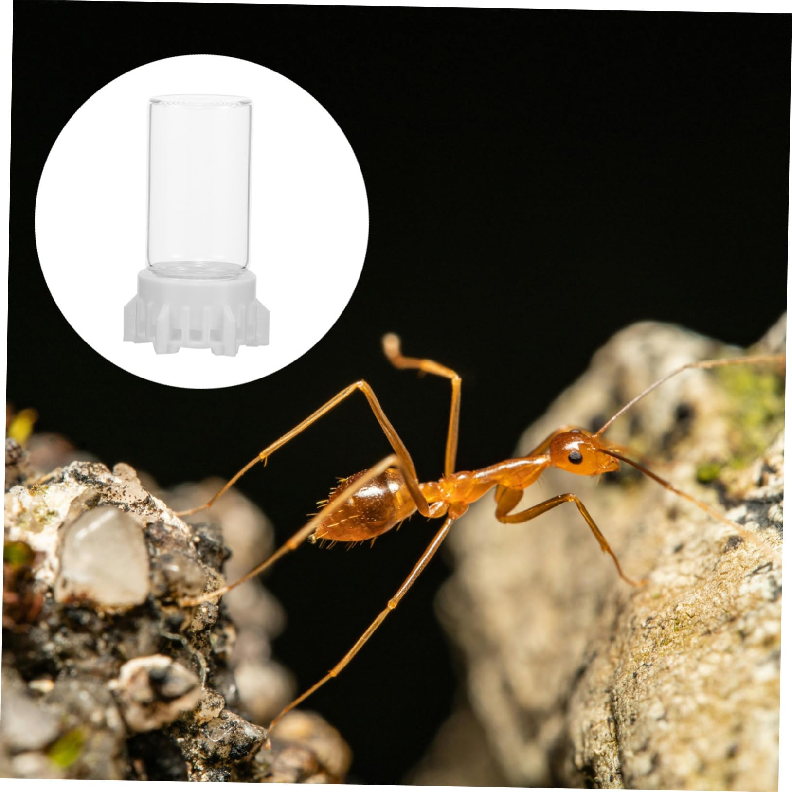 INOOMP 5stücke Ant Wasser Futterspender Transparente Ameisenfütterungsbox Leicht Zu Reinigen Langlebig Für Ameisennester Und Garten Sicheres Trinken Für Ihre Ameisen