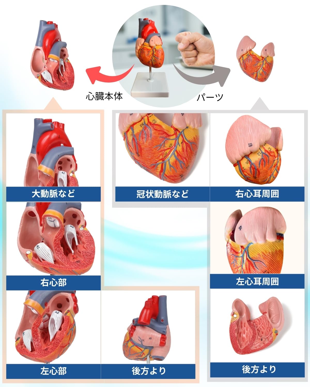 Amazon.co.jp: KIYOMARU 心臓模型 等身大 2パーツ分解 スタンダード