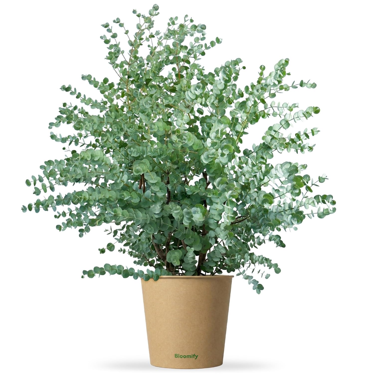 Bloomify Eukalyptus Pflanze "Eugen" | 60 bis 80 cm groer winterharter  Eucalyptus | pflegeleichte, echte Eukalyptuspflanze fr Balkon, Terrasse  oder Garten | herrlicher Duft : Amazon.de: Garten