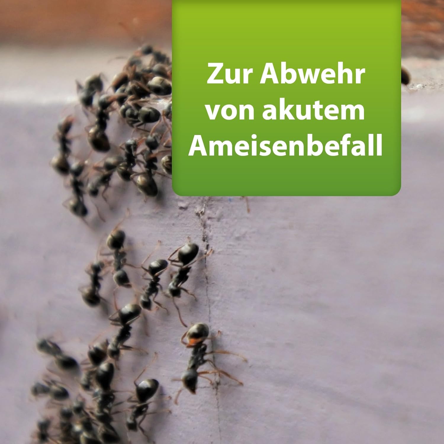ARDAP Repell Ameisenmittel 500g - Ameisen Pulver mit effektiver Sofort- & Nestwirkung, Ameisenstreumittel, Mittel gegen Ameisen, Ameisenpulver zum Streuen draußen, Wirkt bei akutem Befall (PT19)