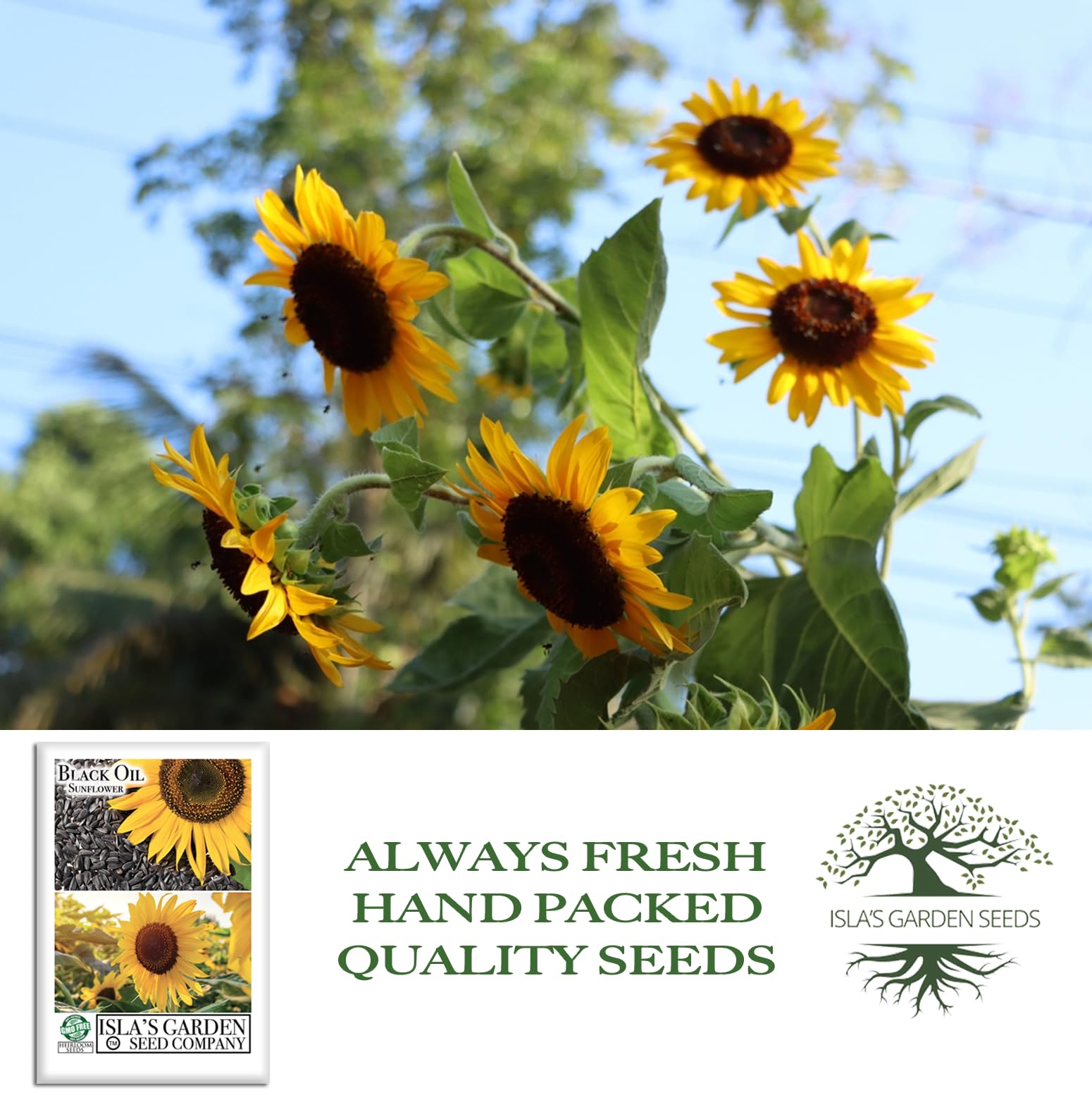 Amazon.com : Black Oil Sunflower Seeds (Helianthus annuus)  150+ Non GMO &  Heirloom Seeds by Isla's Garden Seeds, Tall Wildlife-Friendly Blooms for  Bird Feeding & Summer Gardens, Ideal Gardeners' Gift Idea :