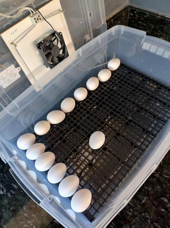 Chocadeira Pet Com Controle De Temperatura Automático E Rolagem Dos Ovos Manual Capacidade De 48 Ovos Galinha Ou 144 Ovos De Codorna