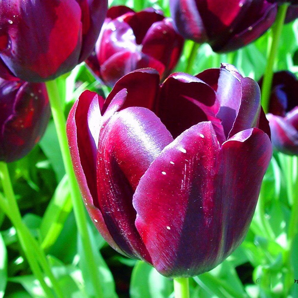 Regina della Notte Tulipano Viola Scuro Interno Esterno Bulbi Fioritura Primaverile Piante
