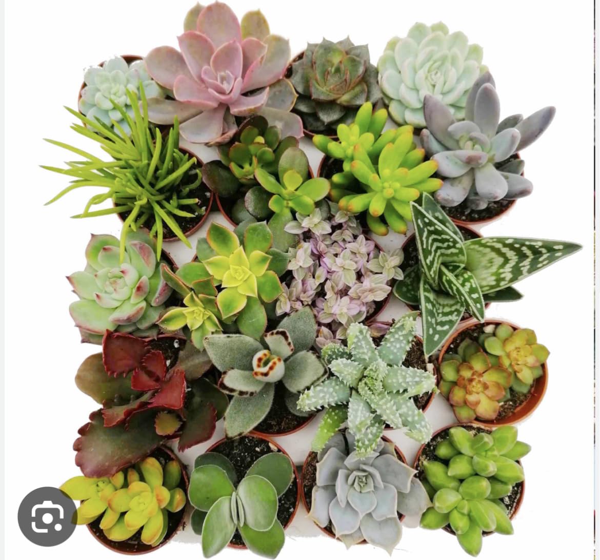 Set piante grasse vere (10 pz)