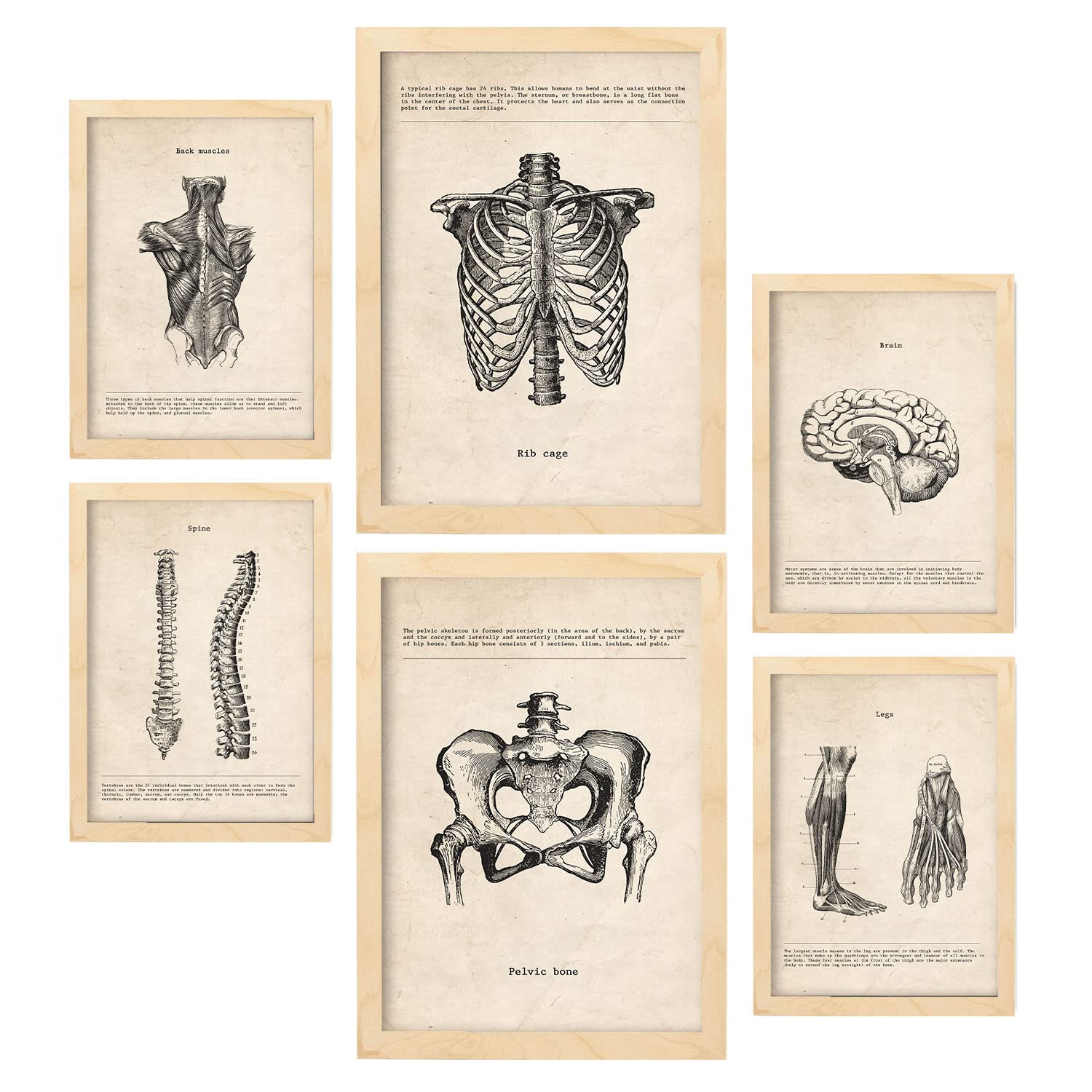 Nacnic Head to Toe Posters. Medical Vintage Style Illustrations of Anatomy, Body Parts, Bones and Muscles. Aesthetic Illustrations for Interior Design and Decoration. A4 & A3 Lightwood Frames.