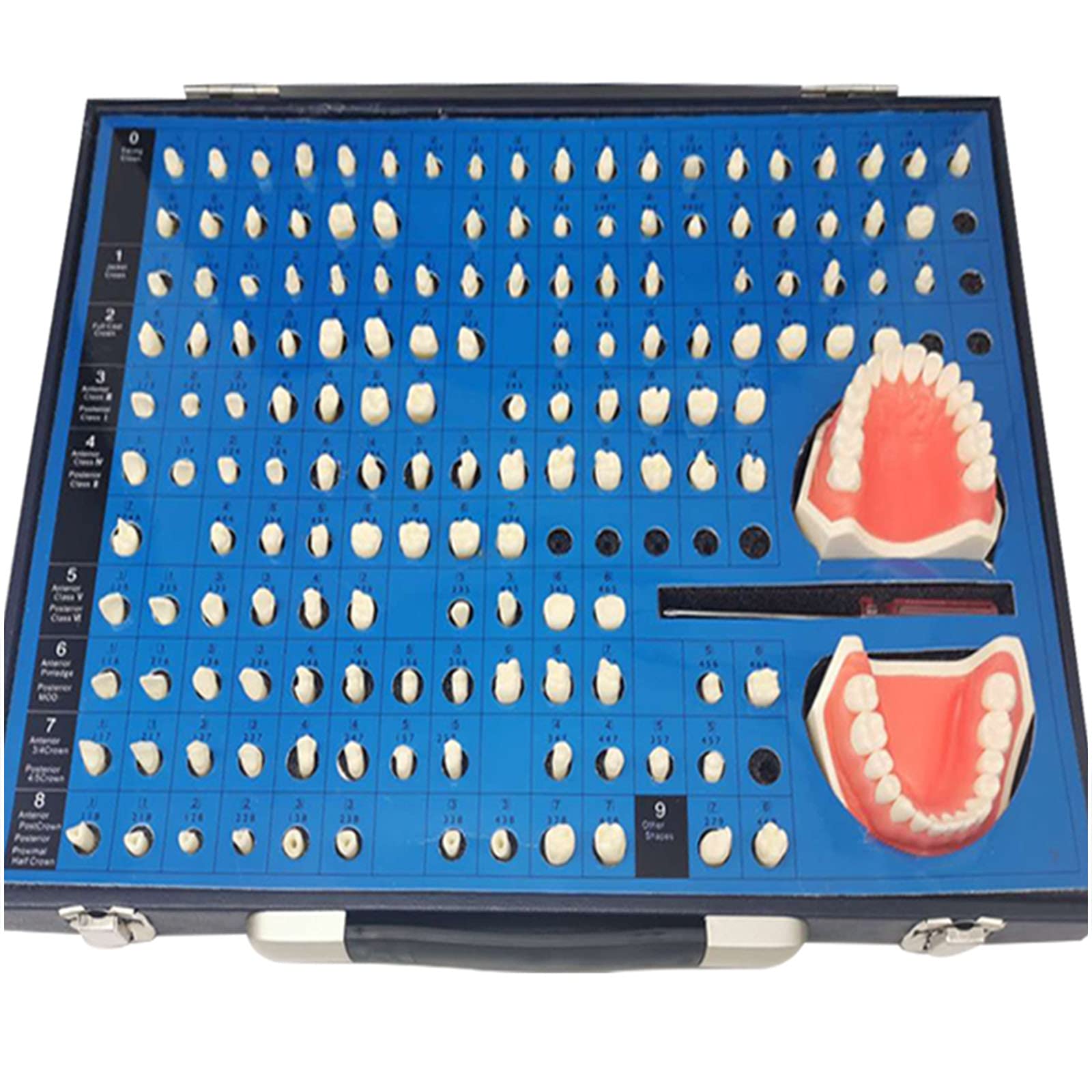 sjdoPulse Dental Teeth Preparation Model - Simulated Oral Tooth Teeth Teaching Model - for Operative Dentistry And Prosthodontics Teaching Demonstration