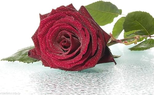 5 ROJA ROSA Arbusto Rosa Arbusto Perenne Semillas de Flor Peine S/H