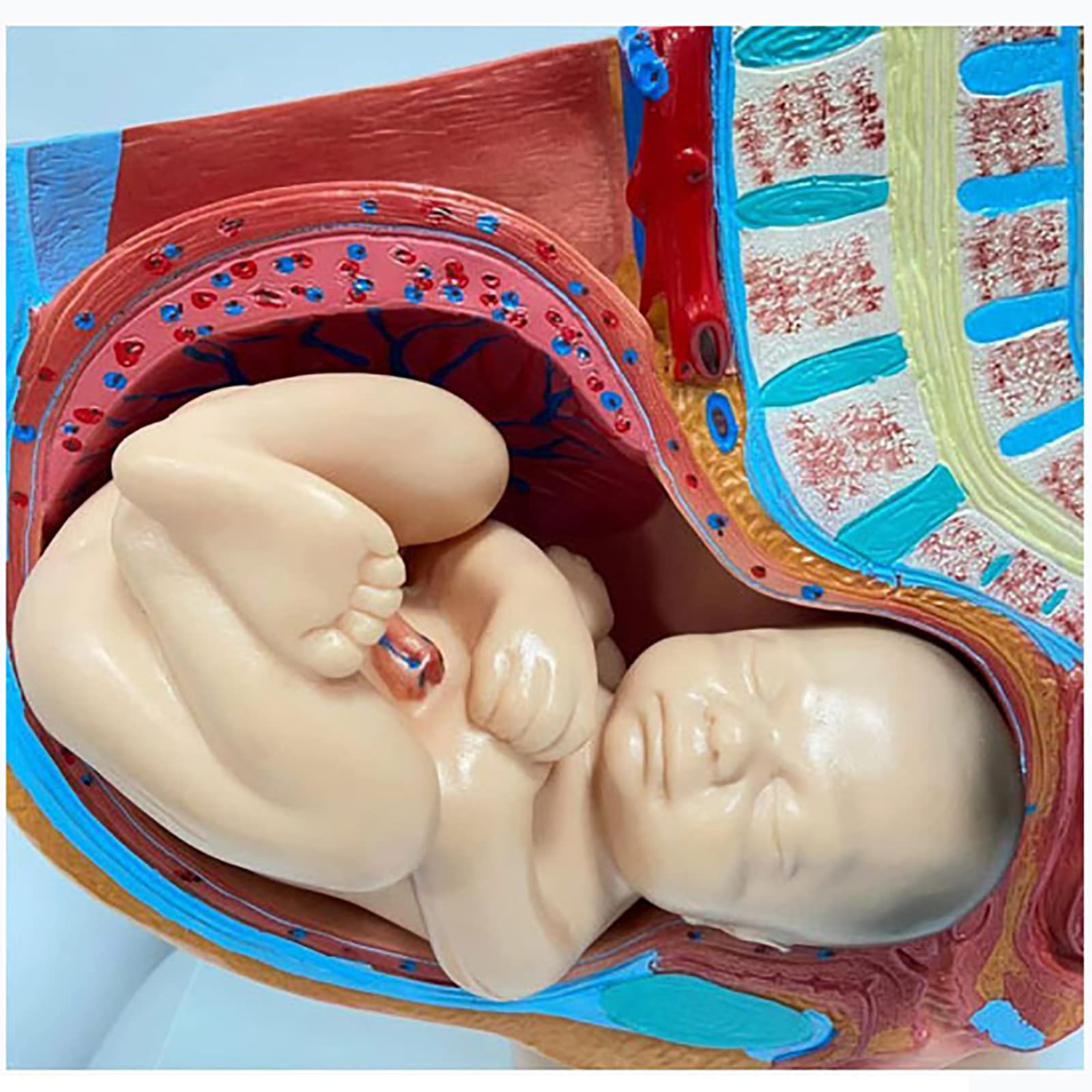 Amazon.co.jp: 妊娠中の女性の骨盤モデル、人間の骨盤の解剖学的モデル