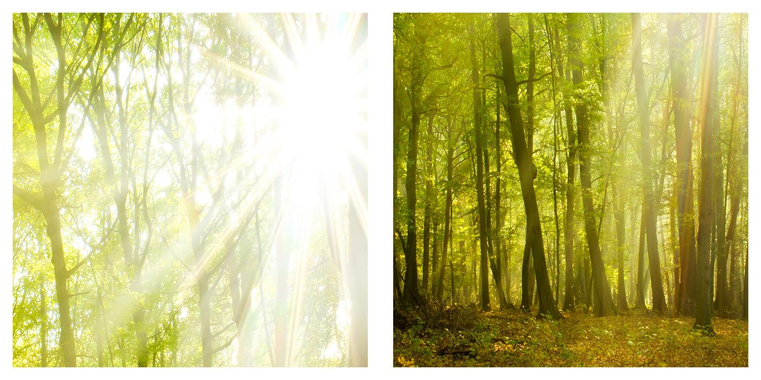 murando Cuadro Acústico Bosque 120x80 cm espuma acústica absorbe el sonido | aislamiento lienzo de 1 pieza Impresión Artística Decoración de Pared Paisaje Naturaleza Panorama Albero