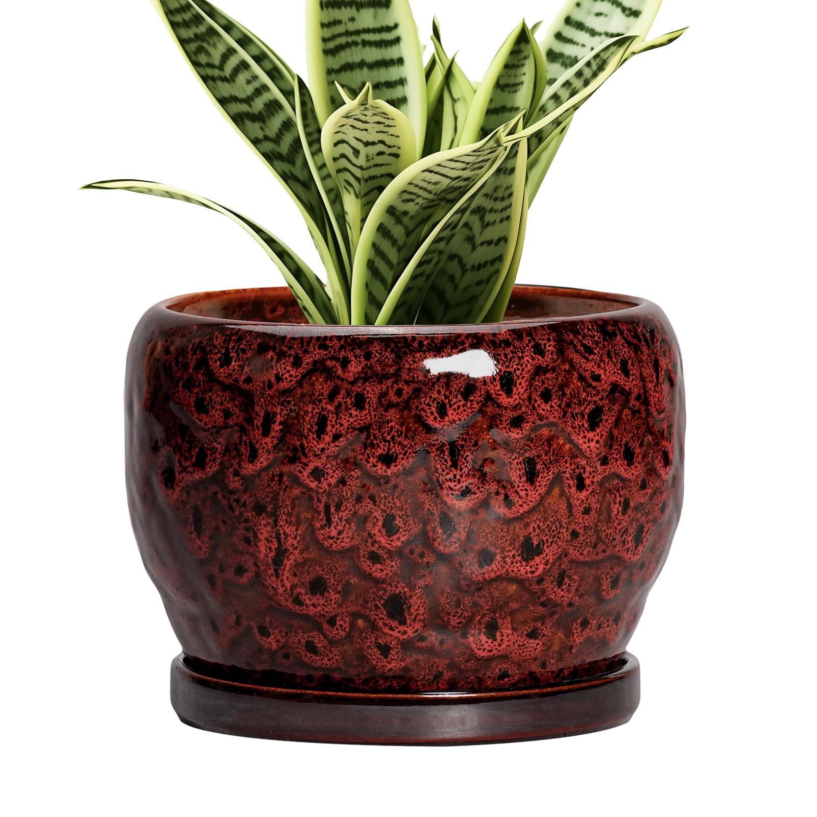 SQOWL Ceramic Pot - 6 Inch with Saucer