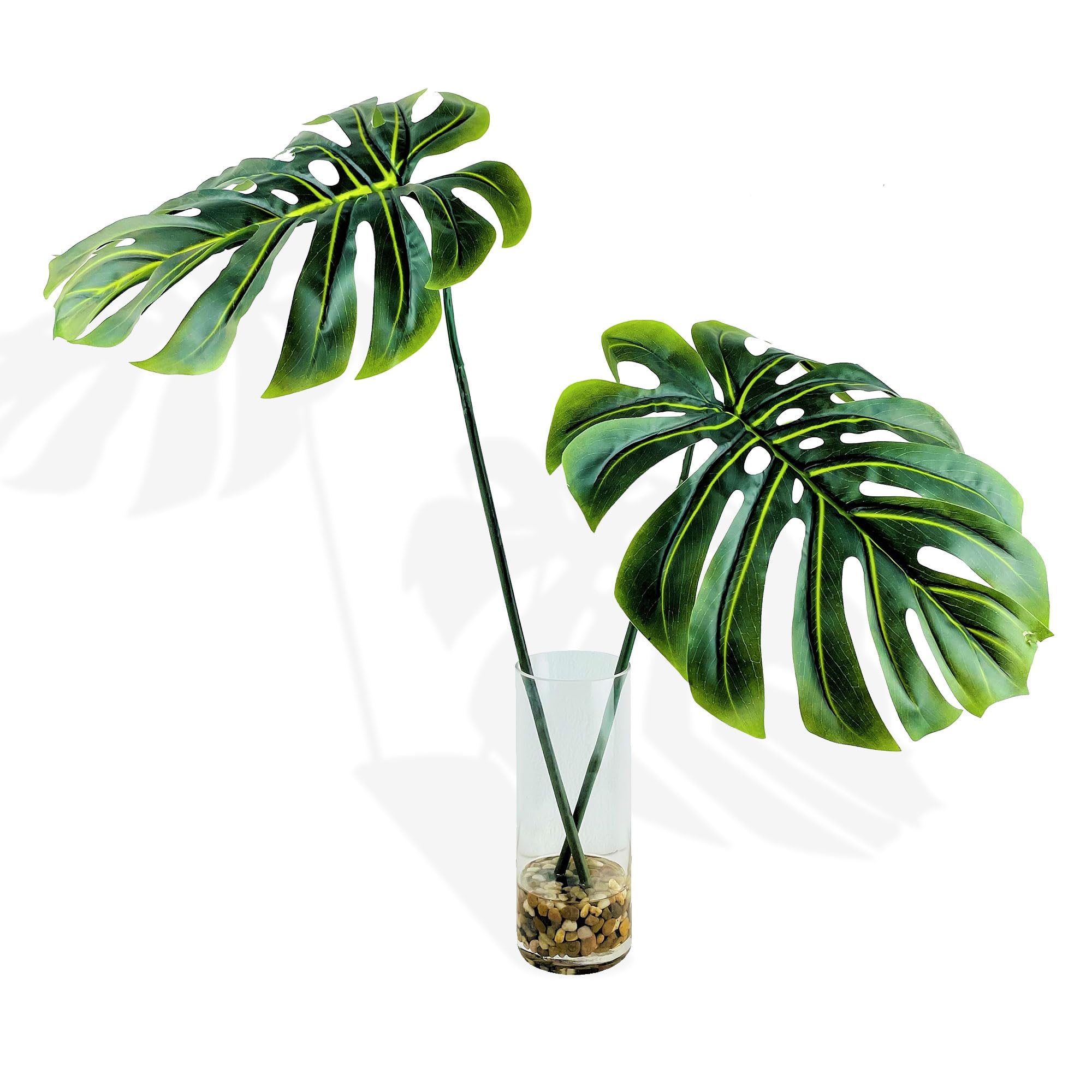 philodendron neon pothos Philodendron Cordatum 'Neon' 6