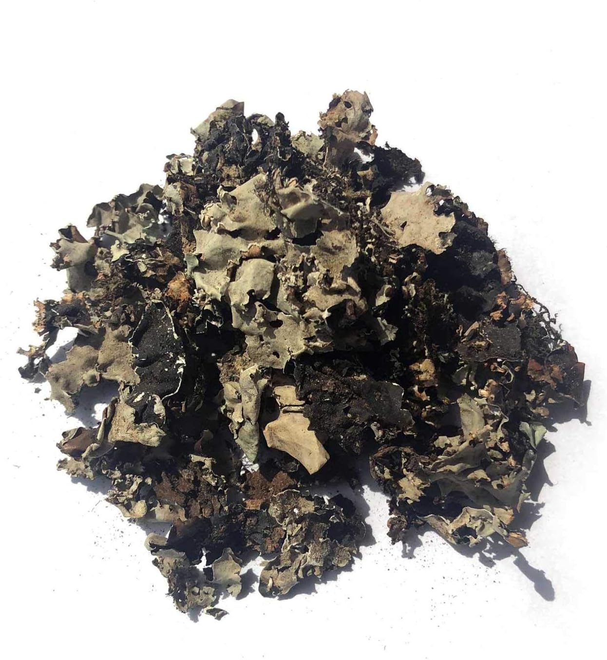 Stone Flower / Dagad phool 25g / Kalpasi / கல்பாசி by Amirtham Organic Foods