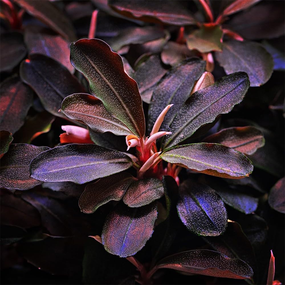 Bucephalandra in Vasetto – Piante Epifite per Acquario Dolce, Crescita Lenta