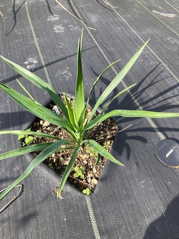 耐寒性ユッカ3頭キングギドラ◇ドライガーデン多肉サボテン　アガベ ヤシ　ドラセナ 耐寒性ユッカ3頭キングギドラ◇ドライガーデン多肉サボテン