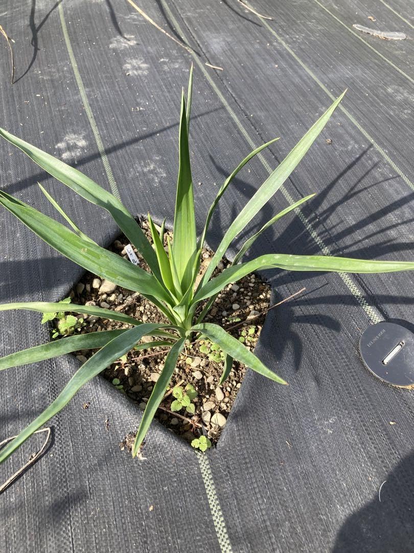 プヤ ベヌスタ 希少 7頭 群生 ドライガーデン 耐寒性あり ユッカ