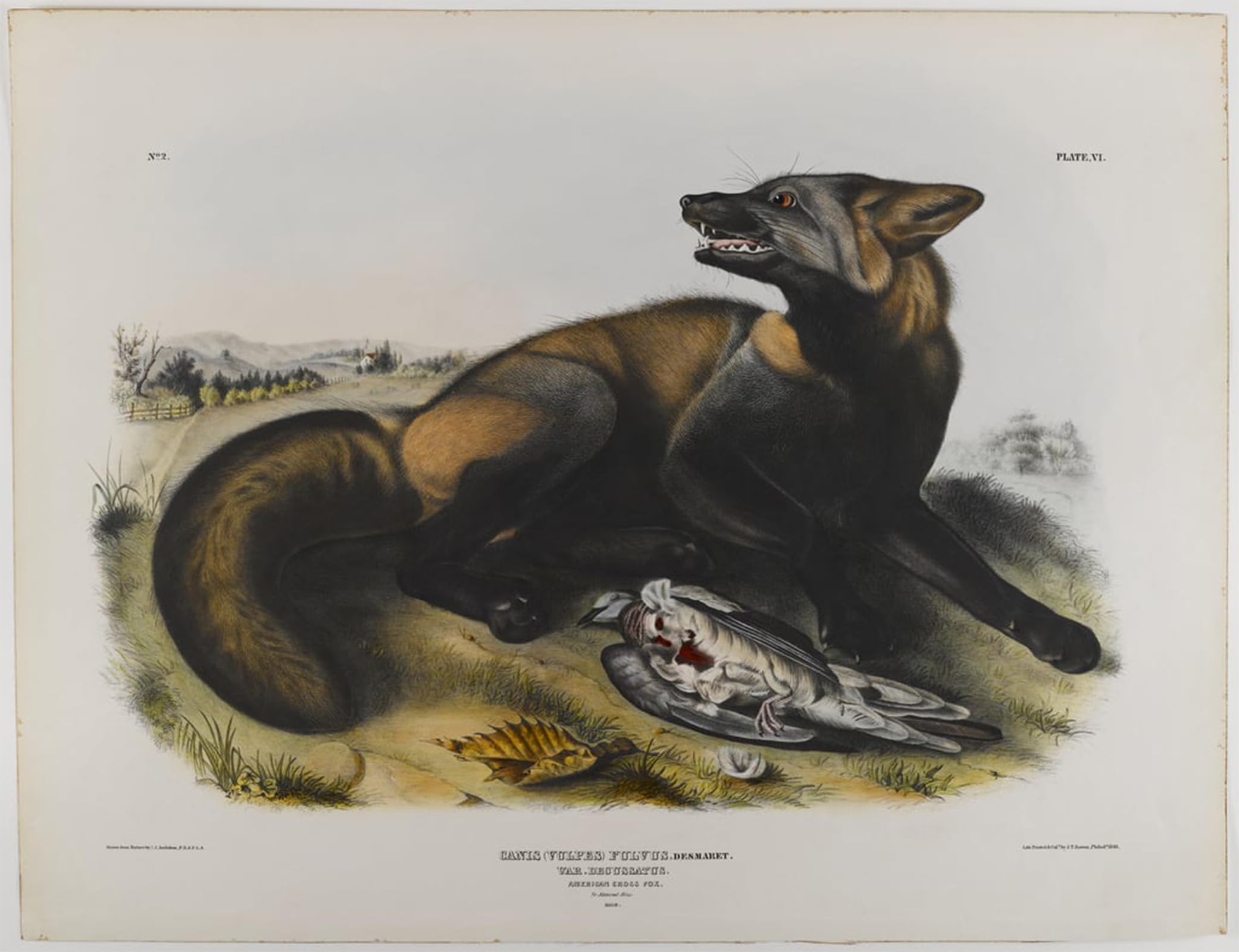 Cuadro en lienzo de Animales de John Audubon para decorar paredes de salones y dormitorios 5