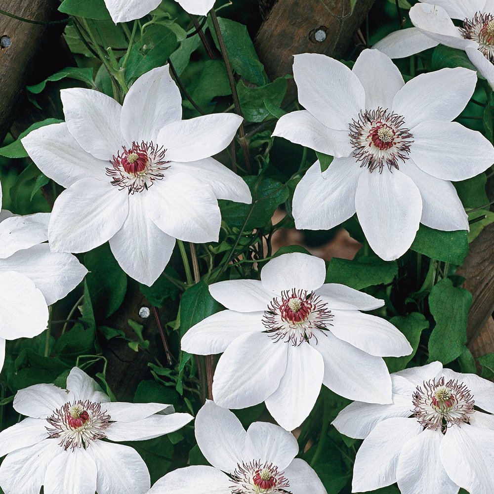 Clematis - 2 piante rampicanti Clematis The President & Clematis Miss Bateman (vaso da 1,5 litri) – Bianco/Blu & Inverno duro | ClematisOnline piante rampicanti e fiori