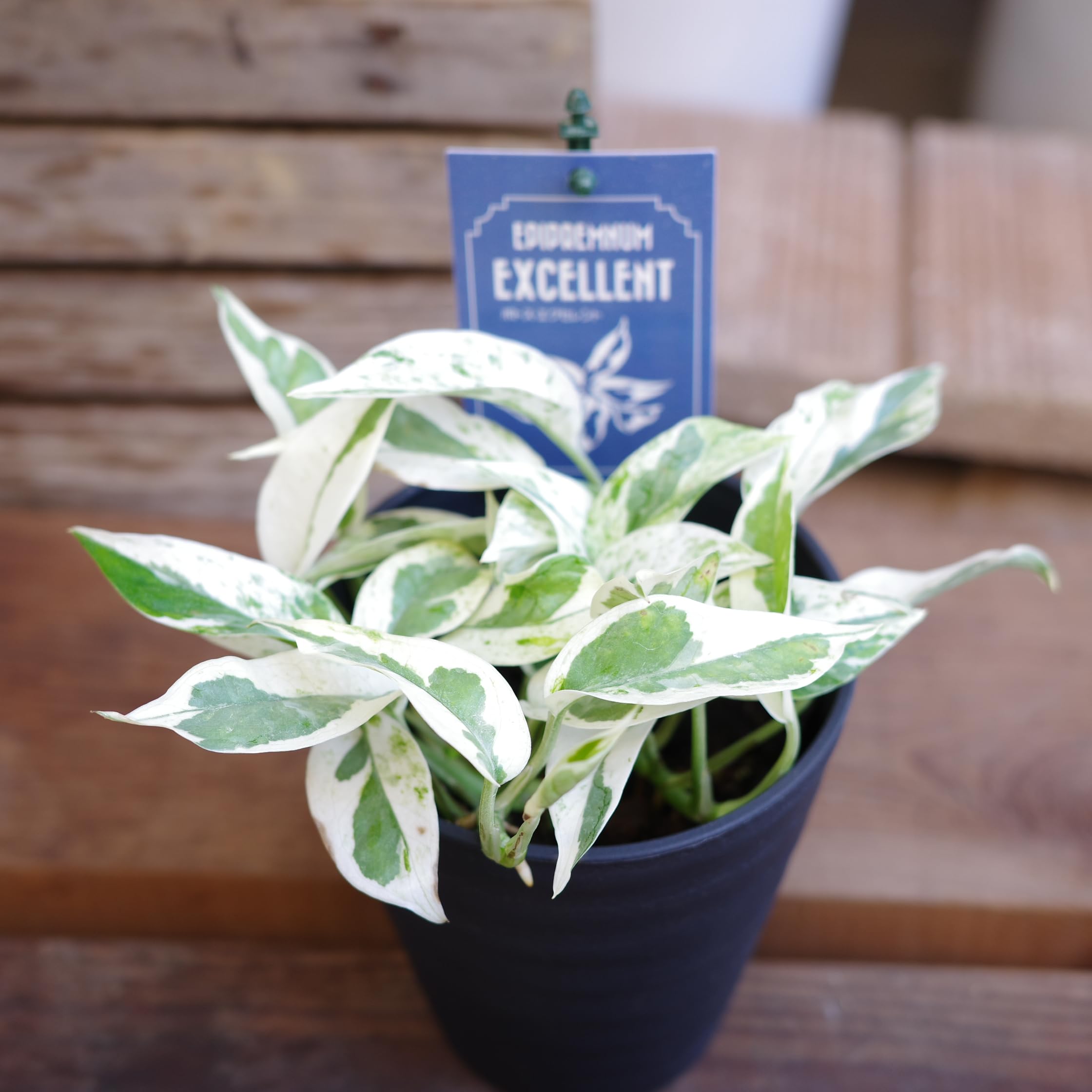 Amazon｜ポトス 観葉植物 インテリア グリーン (エクセレント)｜観葉