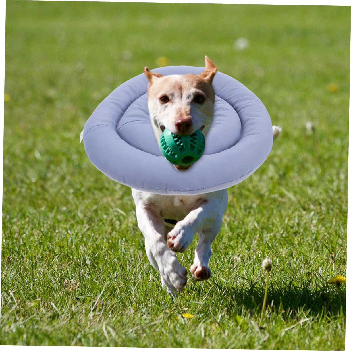 Collerette Conique Souple pour Chien, Anti-léchage, Taille Xxl, Tissu