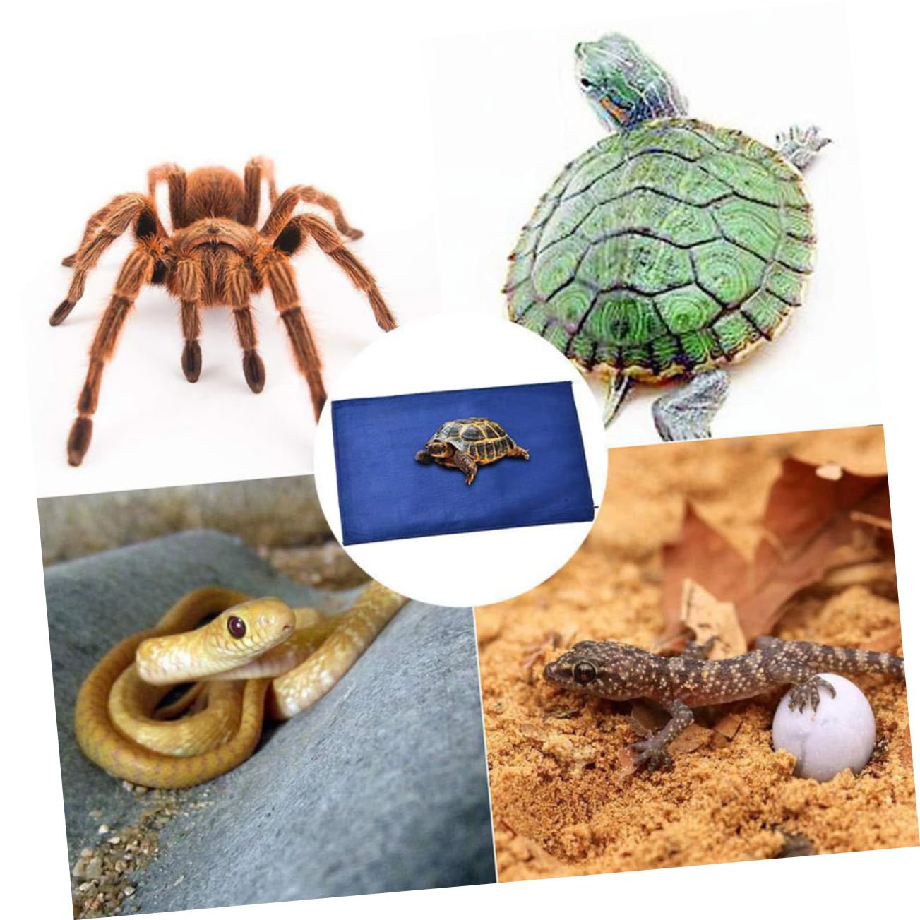 POPETPOP 3 Piezas Almohadilla Térmica para Gatos Estera del Calentador del Perro Termostato para Reptiles Estera De Calor Reptil Estera De Calor para Reptiles Animal Geco