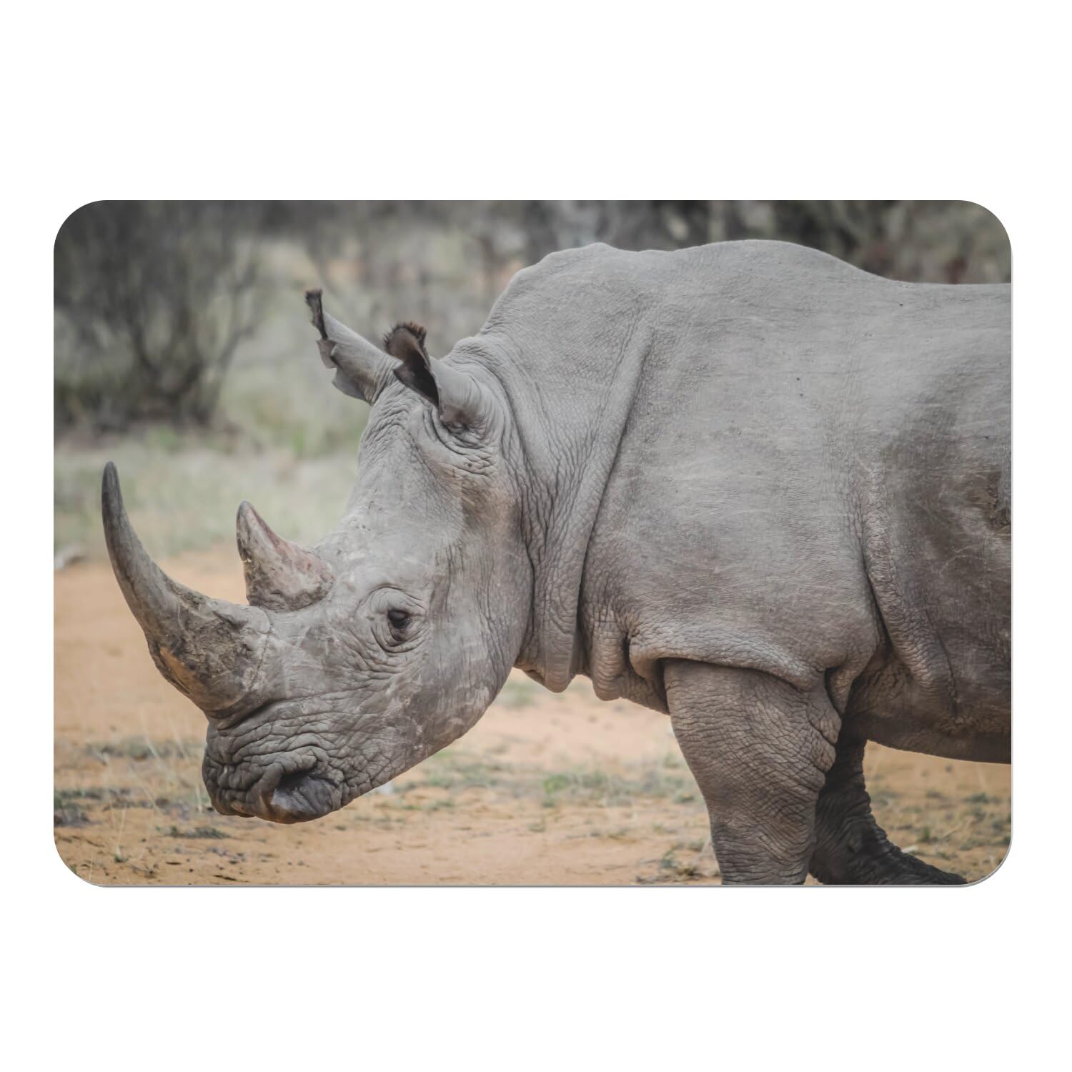 Napperons rhinocéros savane afrique pour décorer vos repas de famille