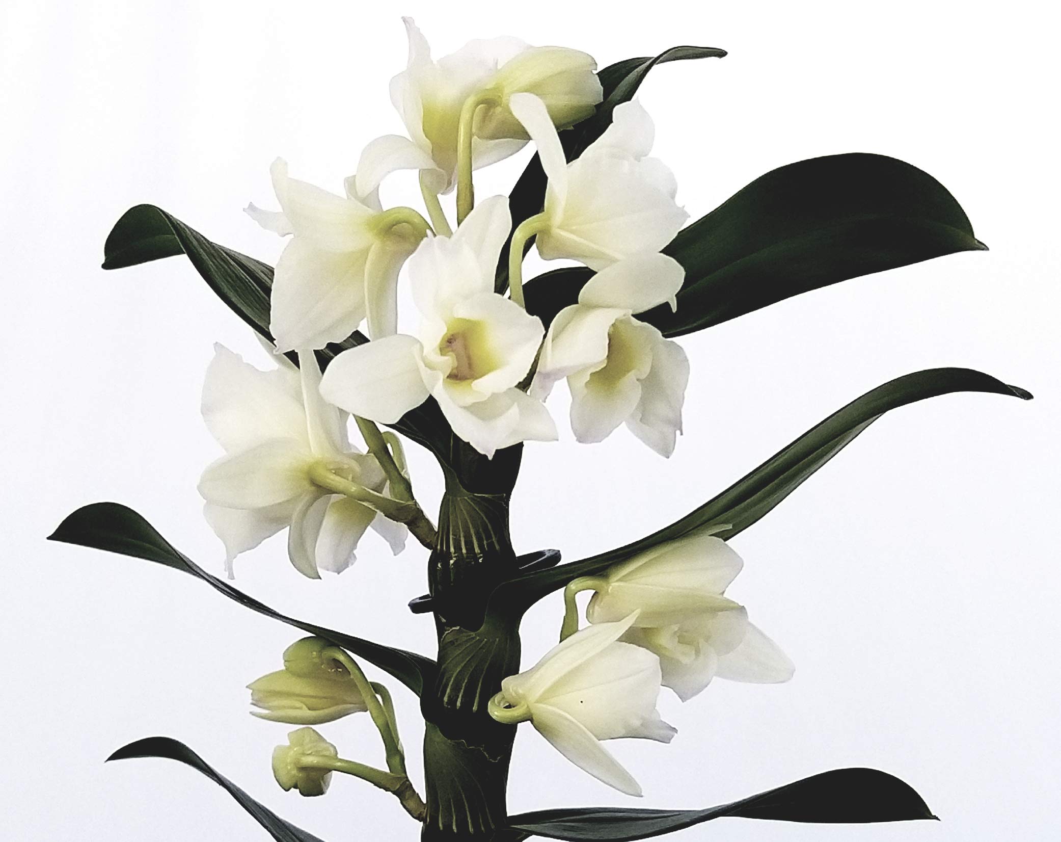 POWERS TO FLOWERS - DENDROBIUM KINGIANUM SPLASH IN VASO CERAMICA Azzurro Vaso 13cm Diametro Pianta Vera B0dvn14llk