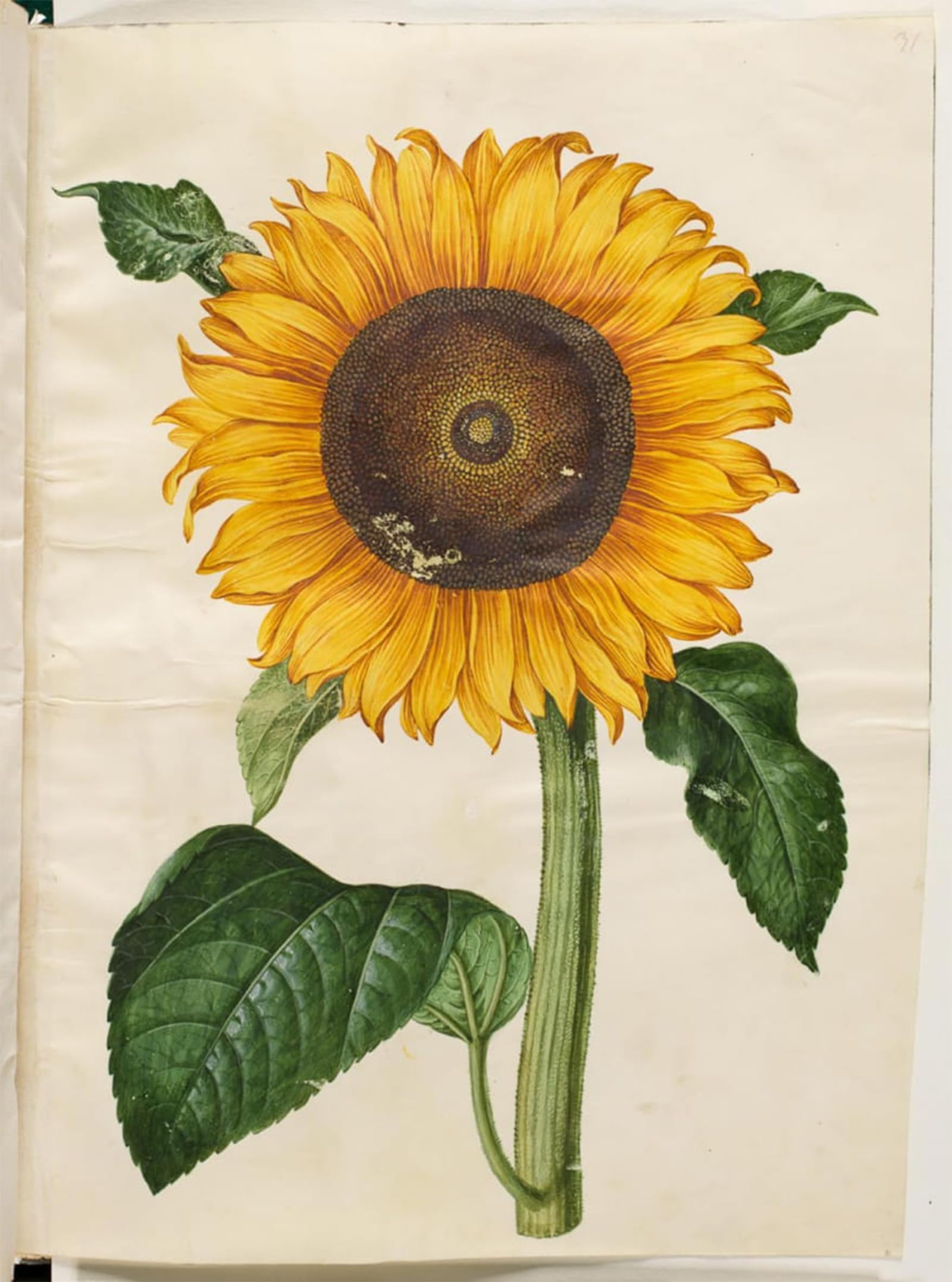 POSTERIIk Famous Print Pop Art Wall Art Graffiti Helianthus Annuus by Hans Simon Holtzbecker Art Prints for Home Decor 60x90cm