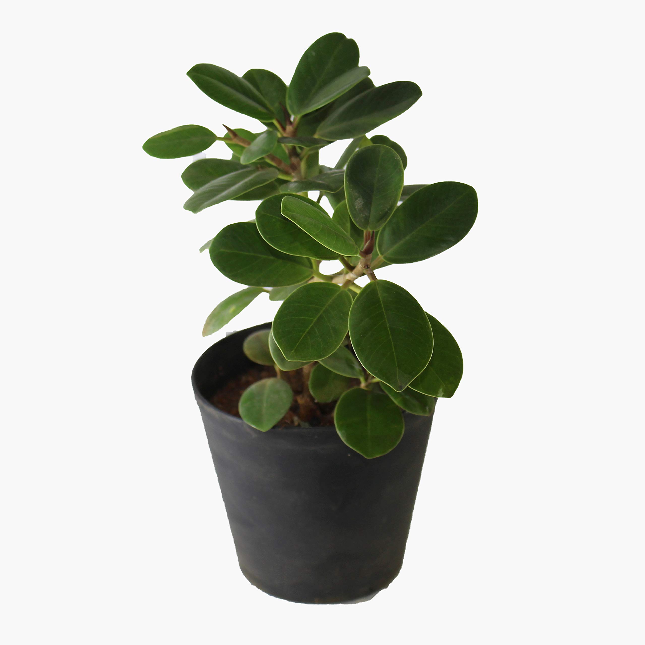 See full amazon price history chart for Indian Gardens - Ficus Green indoor plant live plant with pot (4.5" Pot) Indian Gardens - Ficus Green indoor plant live plant with pot (4.5" Pot) (B08GH3Q6MM) Amazon Price History, Amazon Price Tracker