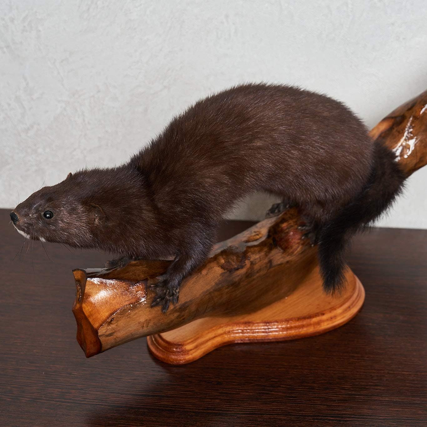 Amazon Com Montura Taxidermia De Vison Europeo Montura De Armerilla Montada En Venta Animales De Peluche Real Decoracion Lifesize St6231 Deportes Y Actividades Al Aire Libre