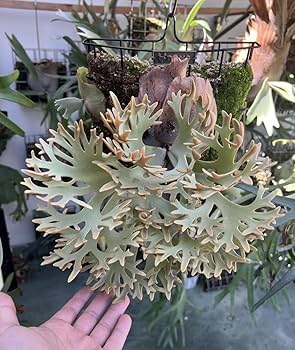 Amazon.co.jp: P.willinckii 'OMG' spored ② @bikamori.com Amazon.co.jp: P.willinckii 'OMG' spored ② @bikamori.com