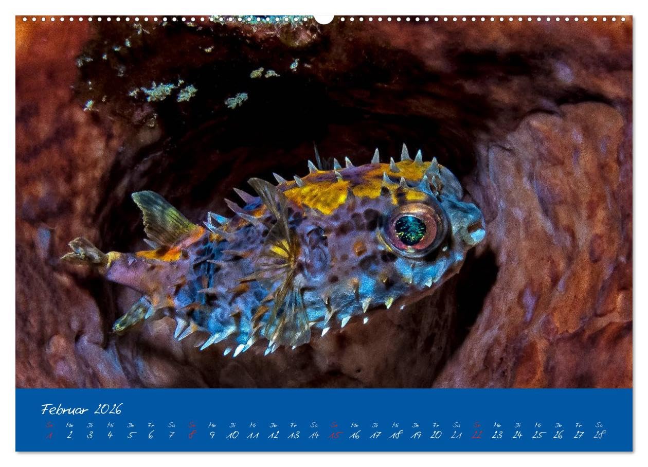 Meer sehen - Abenteuer Tauchen (Wandkalender 2026 DIN A2 quer), CALVENDO Monatskalender: Faszinierende Unterwasseraufnahmen von den Bewohnern tropischer Korallenriffe