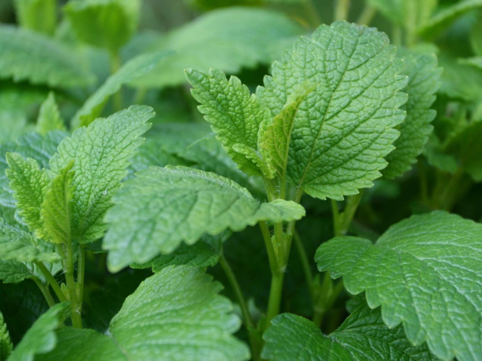 GARDENIFY INDIA LEMON BALM HERB SEEDS (50 SEEDS/PACKET) (B094GHMHR9) Amazon Price History, Amazon Price Tracker